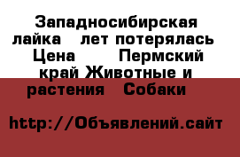 Западносибирская лайка 6 лет потерялась › Цена ­ 1 - Пермский край Животные и растения » Собаки   